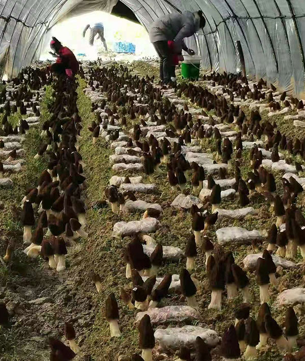 大棚内的羊肚菌长势喜人