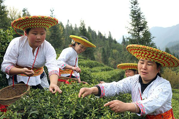 图说怀化|溆浦县北斗溪镇宝山村花瑶同胞喜采致富茶