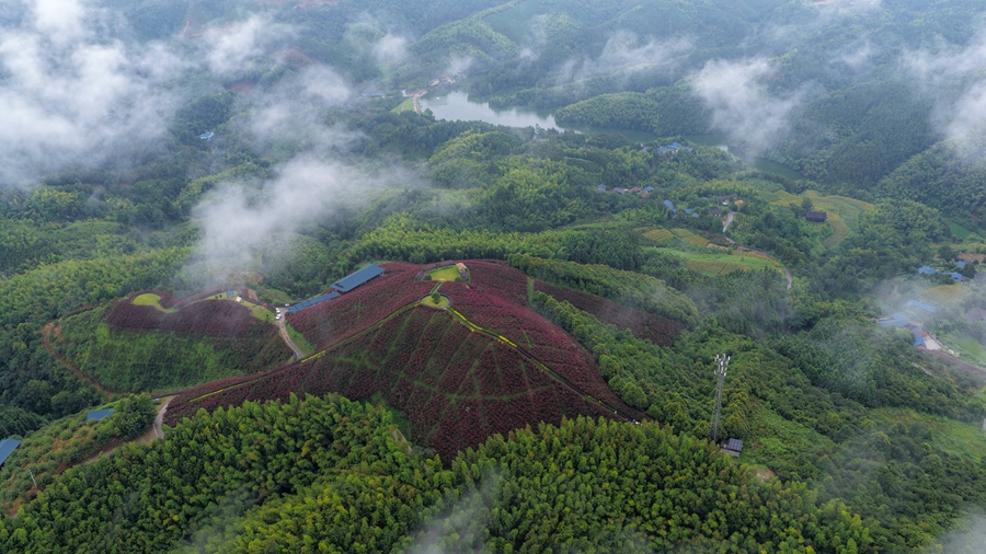 洪江市黔城镇水源山花海.jpg