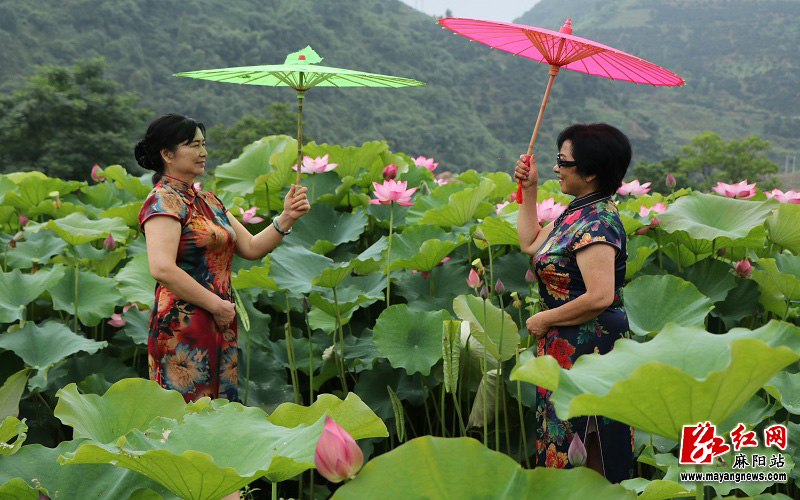 在荷花池中拍照的游客