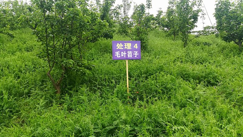 芷江果园绿肥的新亮点