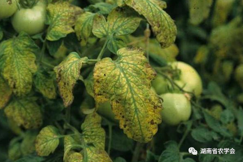 蔬菜绿色生产病虫害防治用药指南- 市农业农村局