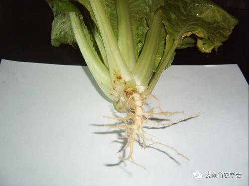 蔬菜绿色生产病虫害防治用药指南- 市农业农村局