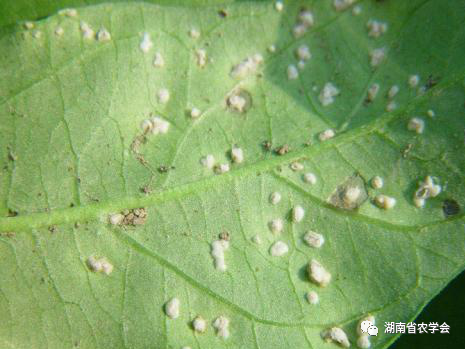 蔬菜绿色生产病虫害防治用药指南- 市农业农村局