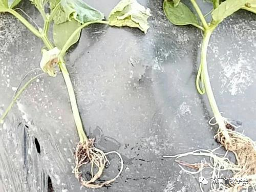 蔬菜绿色生产病虫害防治用药指南- 市农业农村局