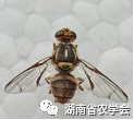 南亚果实蝇