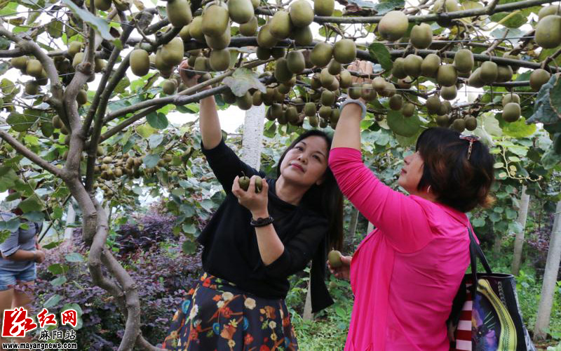 麻阳红心猕猴桃销售正旺