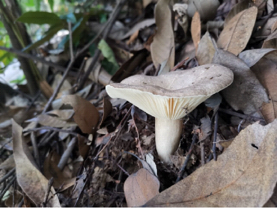 亚稀褶红菇(陈作红提供)