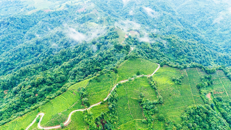 沅陵县北溶乡碣滩村是碣滩茶的最早产区。(怀化日报全媒体记者 潘雨 摄) 沅陵县北溶乡碣滩村是碣滩茶的最早产区。(怀化日报全媒体记者 潘雨 摄)