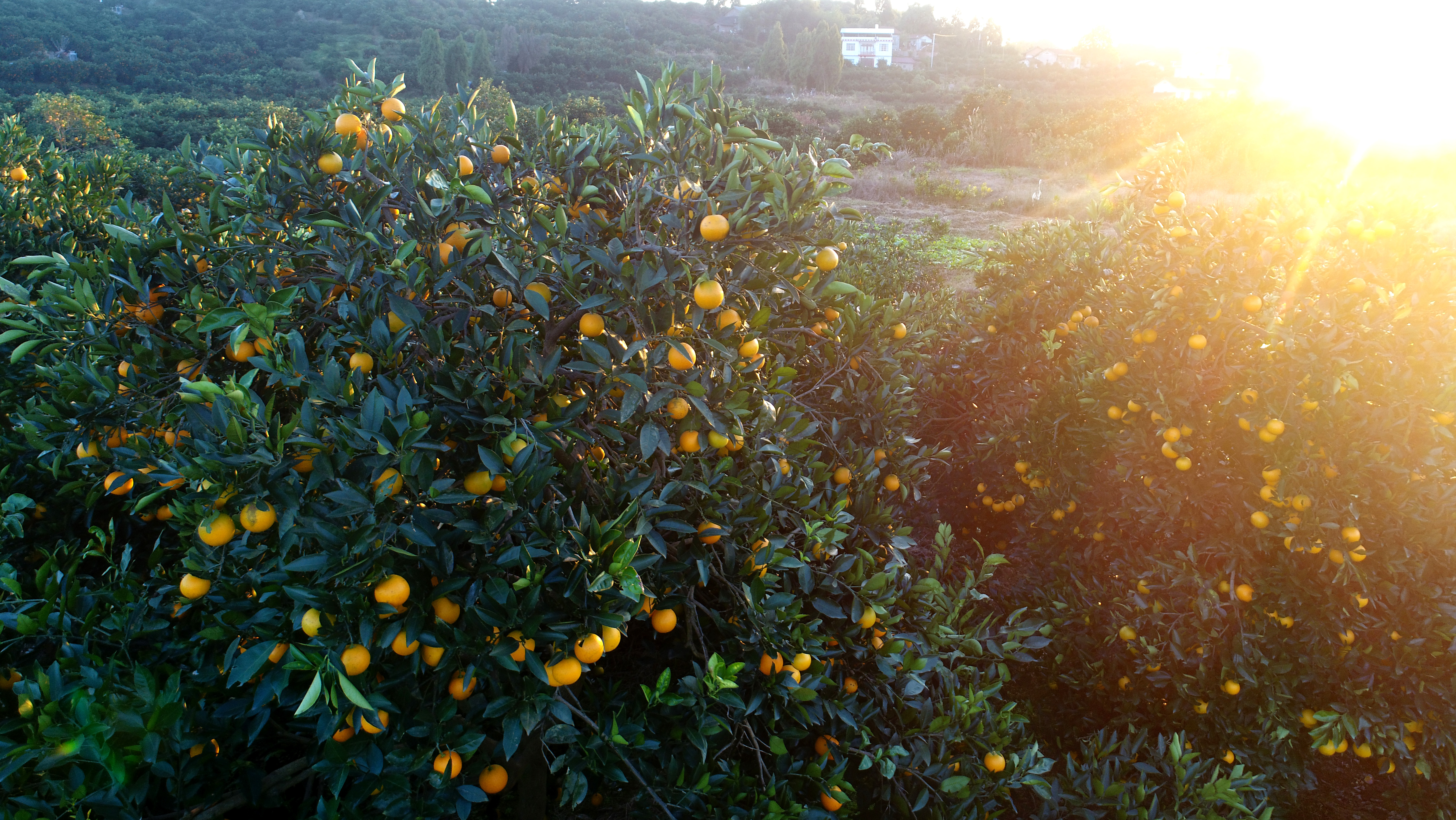 满树金黄,麻阳冰糖橙瞩目来袭