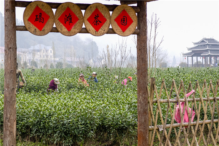 碣滩茶园.