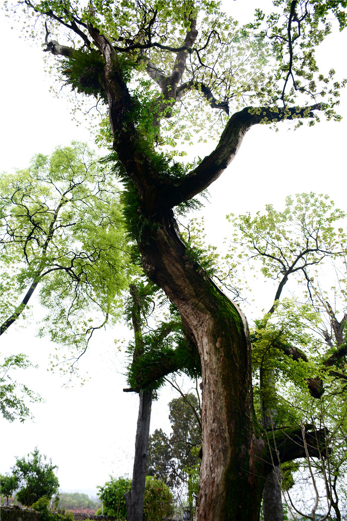 村口古树