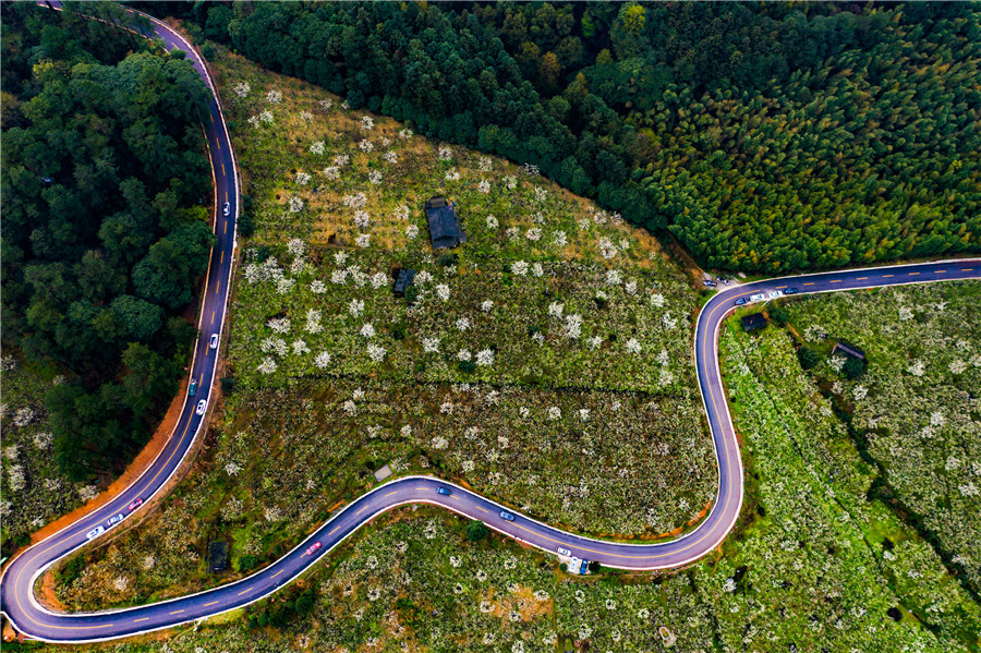 靖州排牙山农村公路，公路两旁是盛开的梨花。