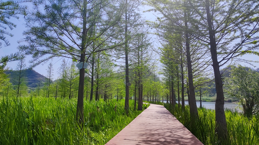 湿地植物园
