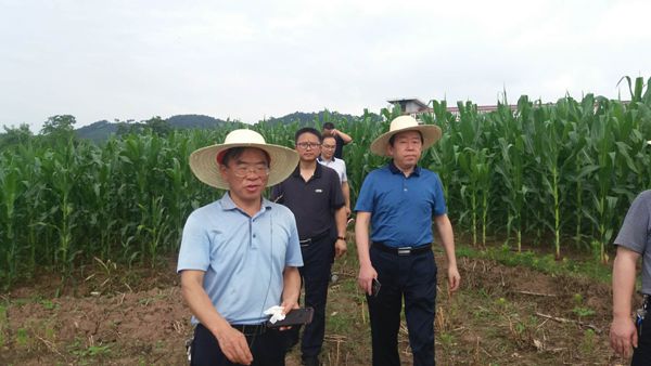 在沅陵县沅陵镇察看沅陵县草地贪夜蛾监测点在中方县泸阳镇市农科所