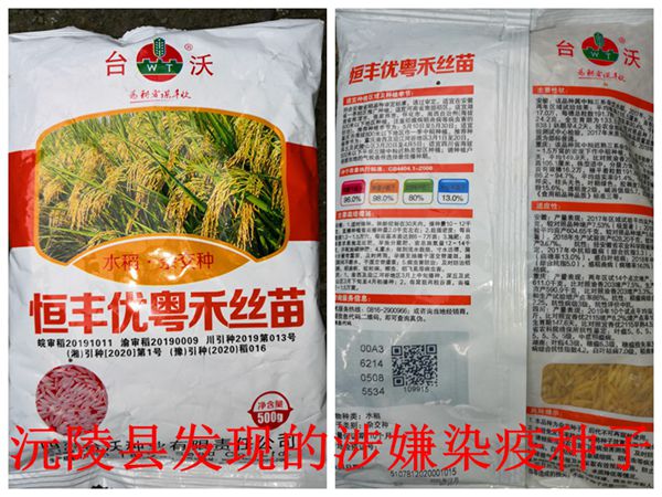 怀化市全面阻截染疫水稻种子恒丰优粤禾丝苗