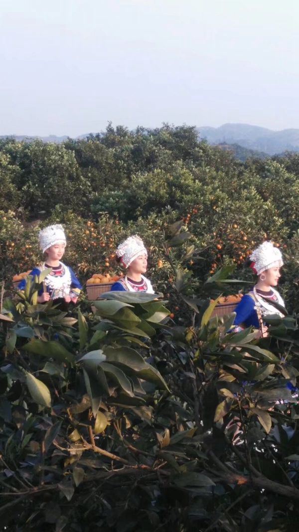 麻阳冰糖橙广告在湖南经视正式热播