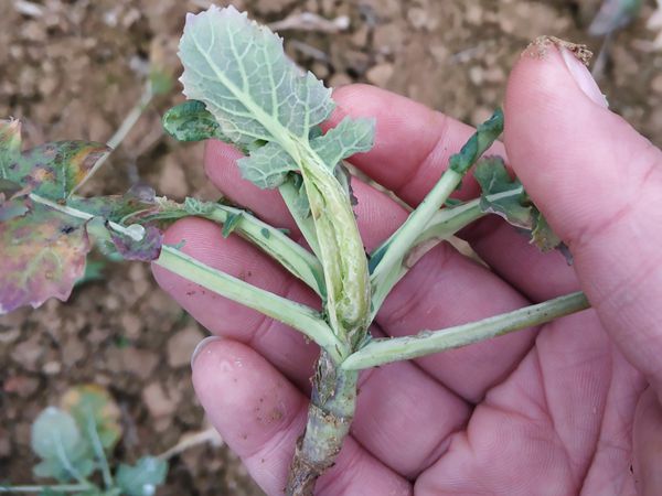 谨防油菜肥害发生会同植保精准支招