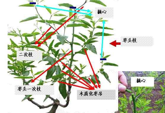 农业技术1)摘心,是将当年生枣头长至4-5个二次枝时用手去掉枣头顶尖