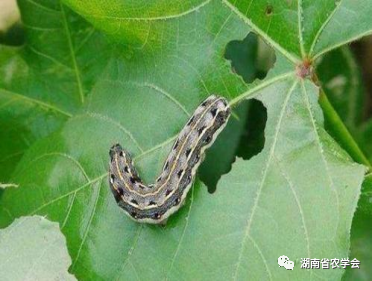 蔬菜绿色生产病虫害防治用药指南- 市农业农村局