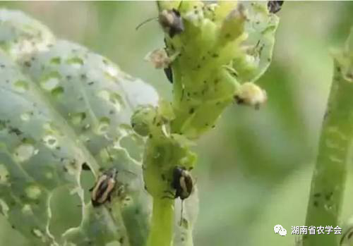 蔬菜绿色生产病虫害防治用药指南- 市农业农村局
