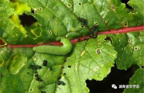 蔬菜绿色生产病虫害防治用药指南- 市农业农村局