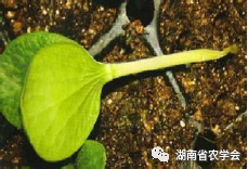 蔬菜绿色生产病虫害防治用药指南- 市农业农村局