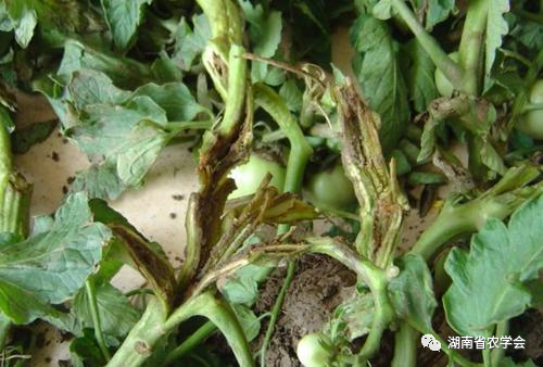 蔬菜绿色生产病虫害防治用药指南- 市农业农村局