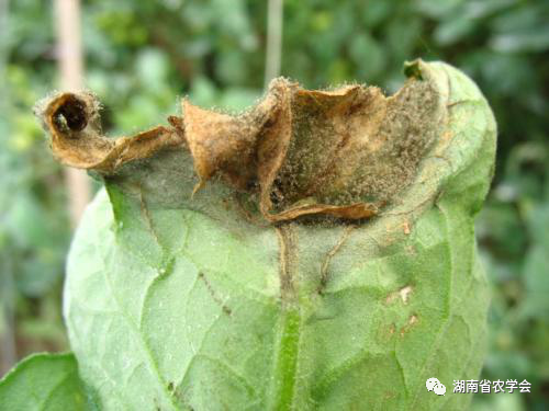 蔬菜绿色生产病虫害防治用药指南- 市农业农村局