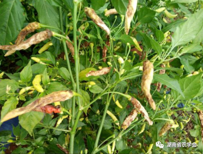 蔬菜绿色生产病虫害防治用药指南- 市农业农村局