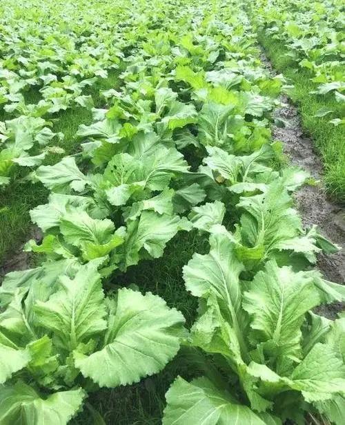 全国农技中心20202021年度长江流域冬油菜春季田间管理技术指导意见