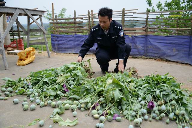 信息公开 专题专栏 怀化绩效专栏 工作信息警方提醒:罂粟是提取毒品